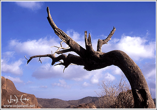 a tree (C) Musleh Jameel